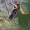Klokan rudokrky - Macropus rufogriseus - Bennetts wallaby o6936